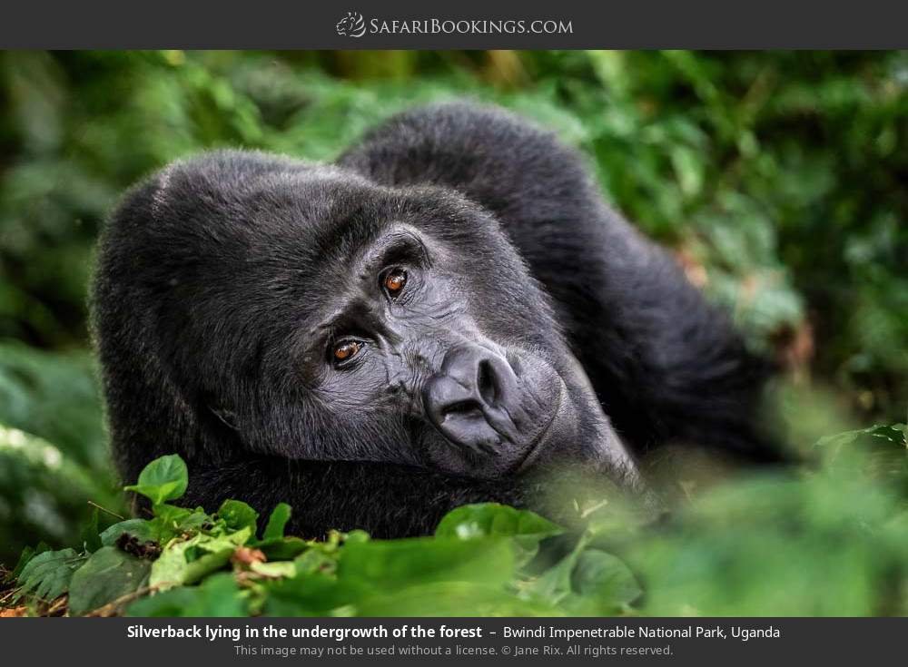 Bwindi Impenetrable National Park