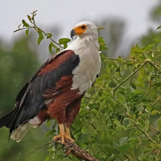 Bird Watching Uganda