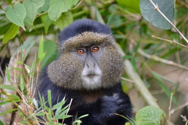Volcanoes National Park